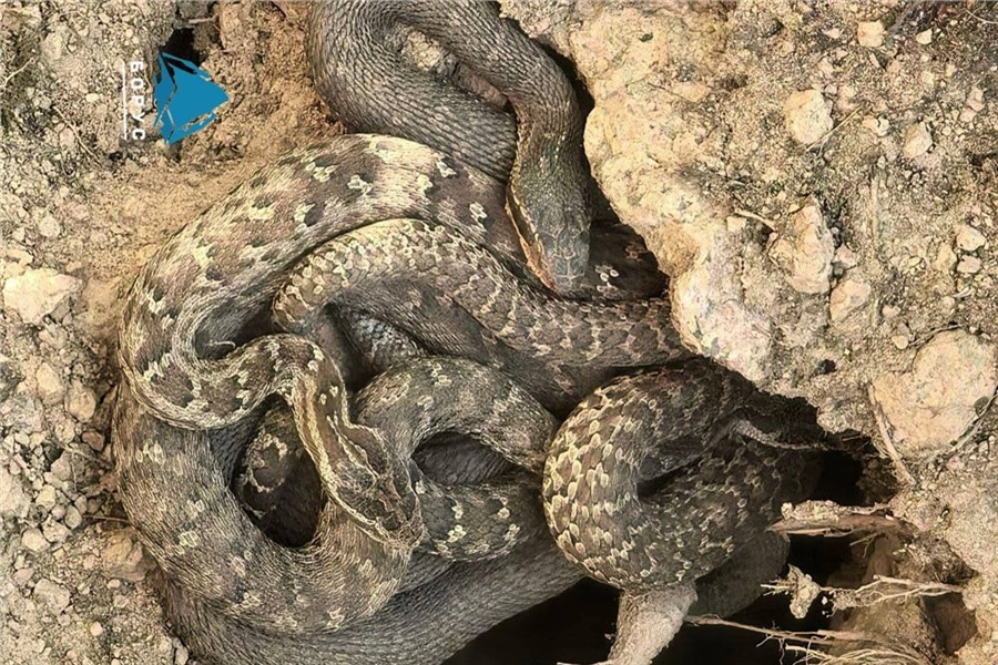 Фото: телеграм-канал «Борус»