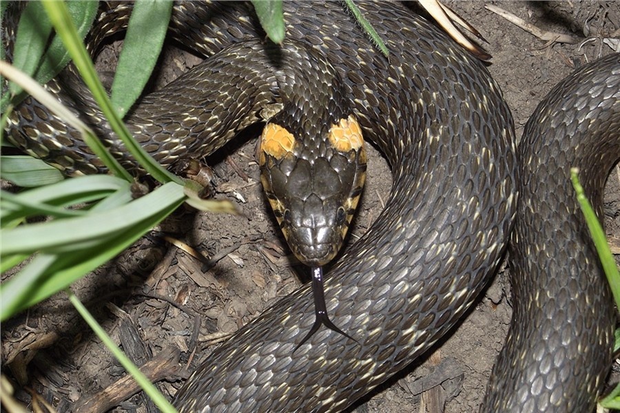 Уж обыкновенный
Фото: ru.wikipedia.org / Aleksandr Zakharov
