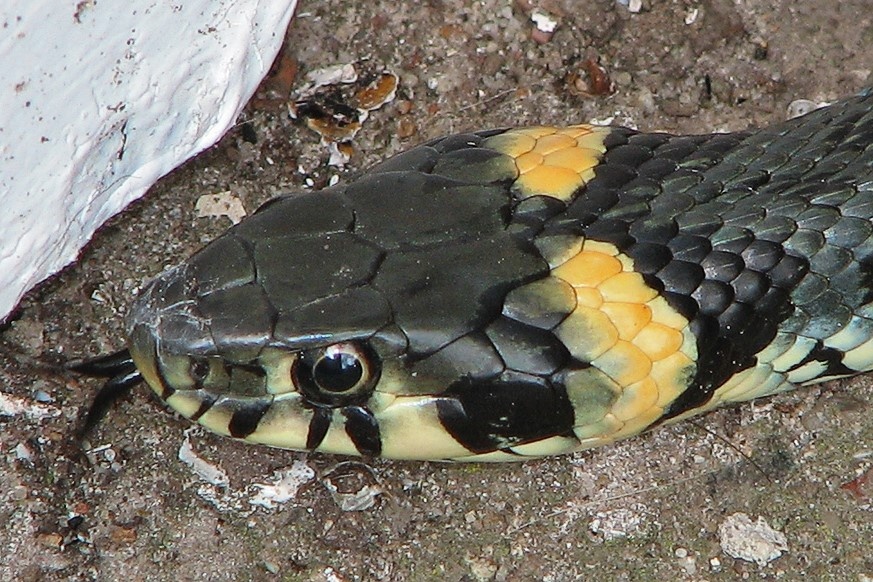 Голова ужа
Фото: ru.wikipedia.org \ Darkone
