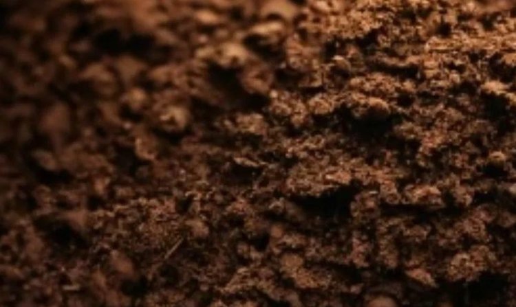    Фото: Медведева Анна, AgroXXI.ru