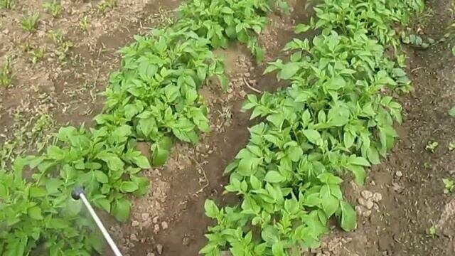 Обработка картофеля от фитифторы