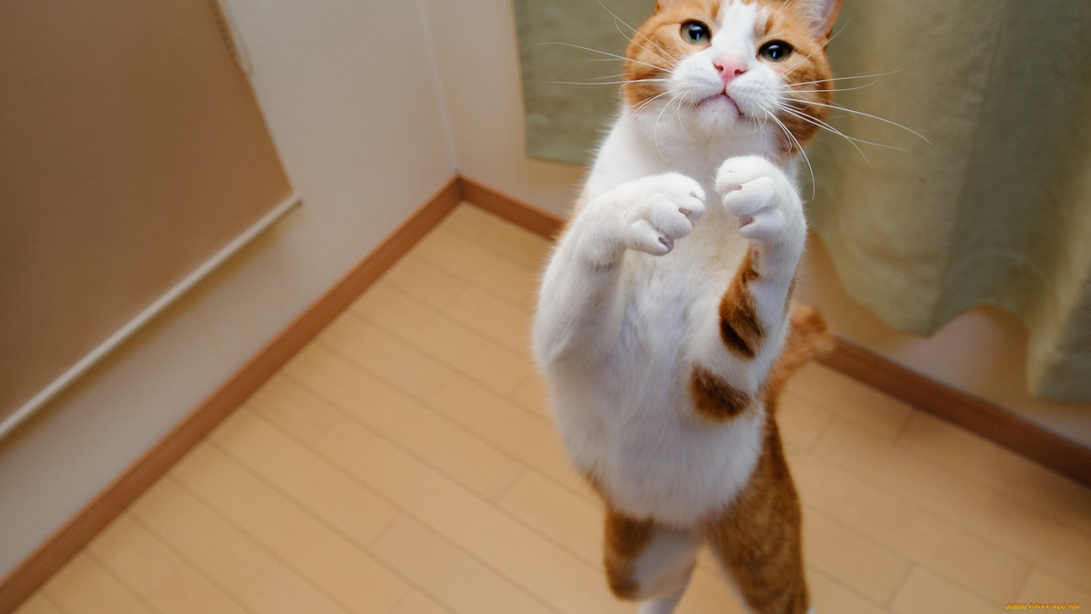 Фото с сайта: https://artfile.me/download/zhivotnye-koty-belyj-kot-igra-pryzhok-ry-699078/1920x1080