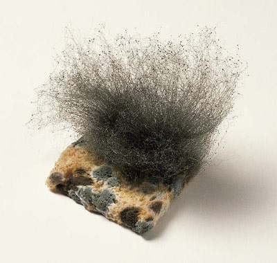 Плесень на хлебе из открытых источников