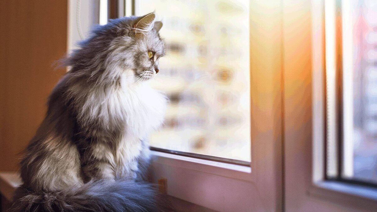 Фото с сайта: https://www.koroplast.com/hayatikolaylastirir/kedileri-evde-tutmanin-6-yolu