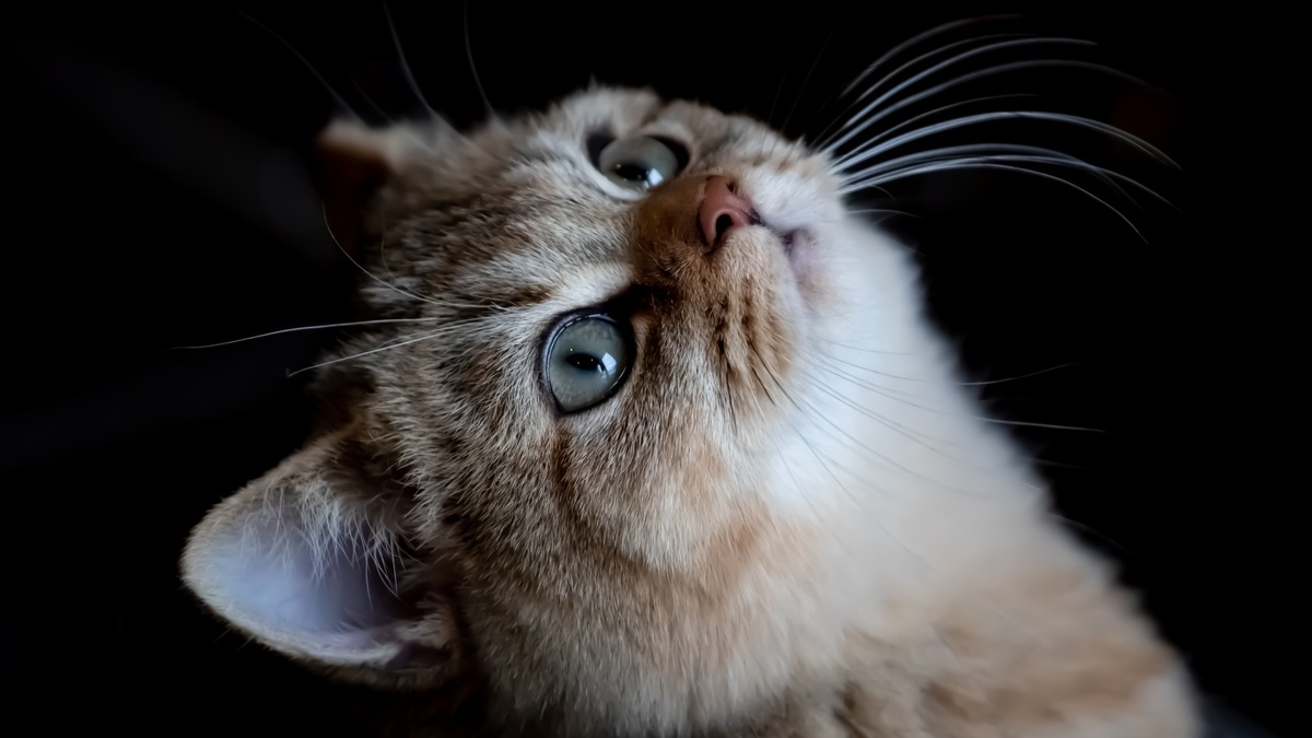 Фото с сайта: https://www.zastavki.com/eng/Animals/Cats/wallpaper-157934-23.htm