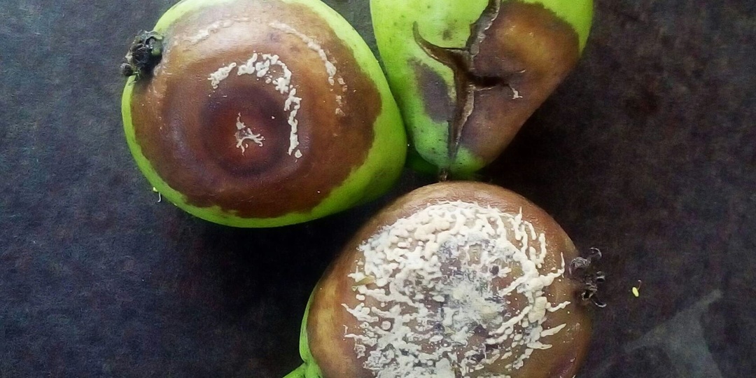 Груша гниёт прямо на ветках — что делать? Всё о плодовой гнили