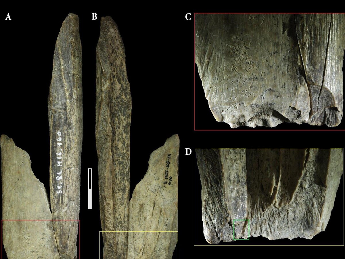 Фрагмента большеберцовой кости превратился в многофункциональный инструмент, фото:Scientific Reports