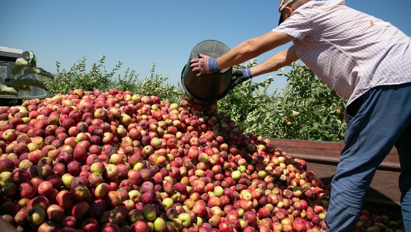    Садоводы Ставрополья получают поддержку от краевых властей Фото: Валерия Алтухова / / ИА «Победа26»