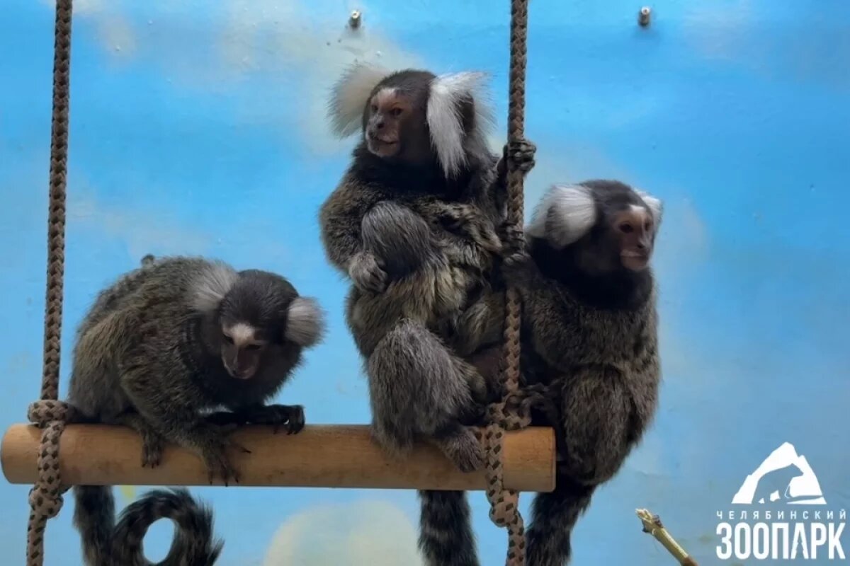    В зоопарке Челябинска у игрунок родилась двойня