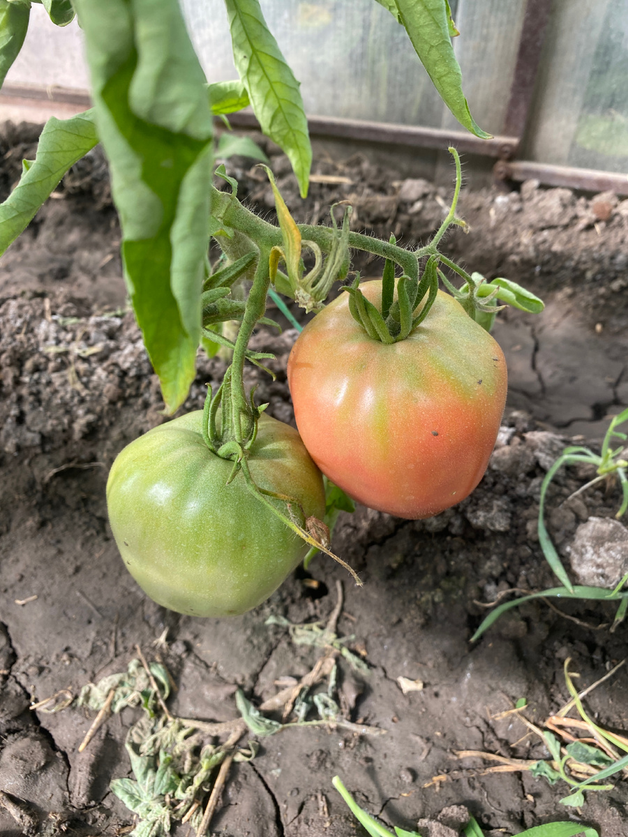 Бычье сердце 