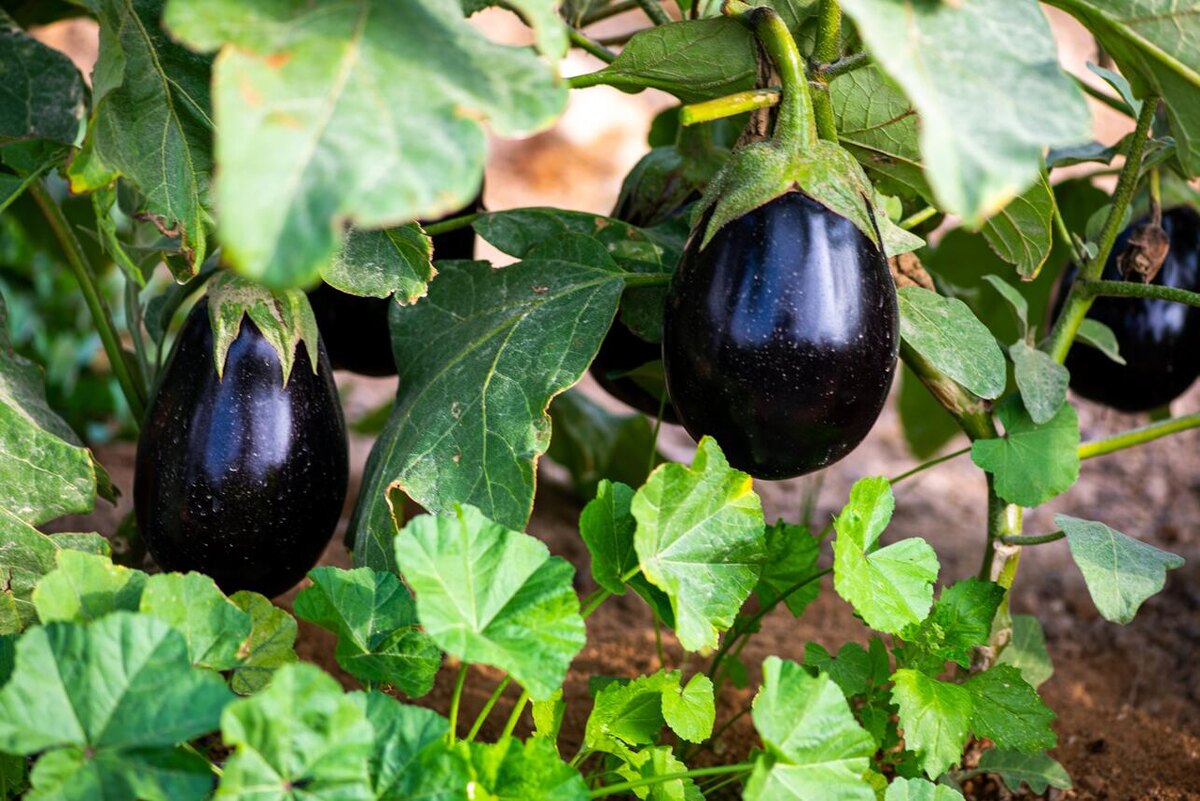     123RF/legion-media.ru