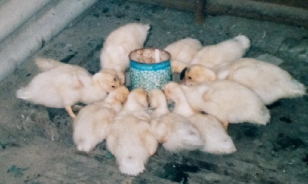 1.. За обедом! redaktor  📷
