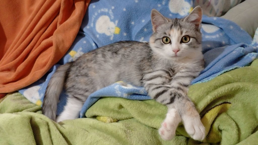 2. Грациозная принцесса София redaktor  📷
