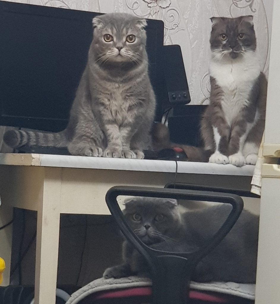 3. Вверху слева направо: Дейл и Марс. Внизу: Чип. Чип и Дейл — родные братья, а Марс — их неродной брат. redaktor  📷
