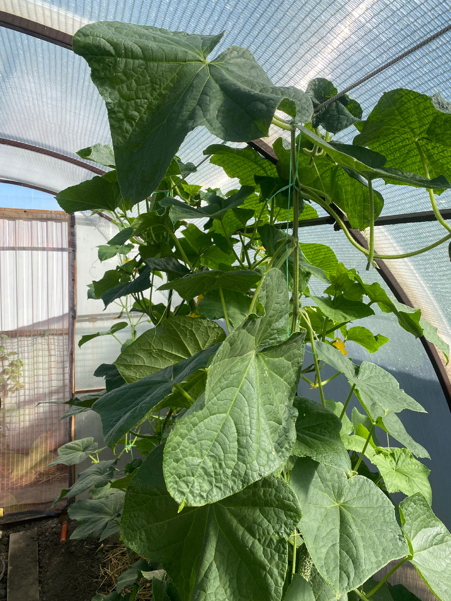 Вот такие листики