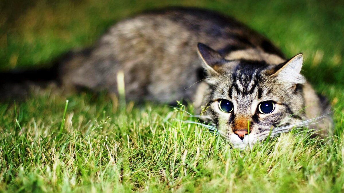 Фото с сайта: https://www.nonograms.ru/nonograms/i/55956