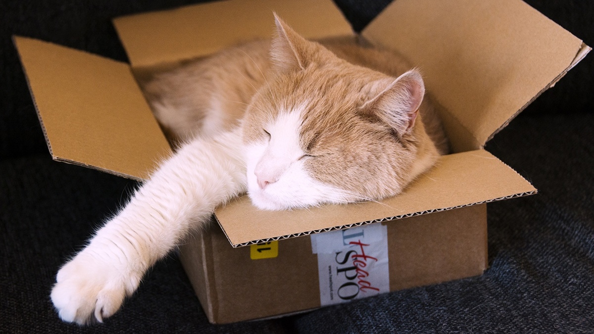 Фото с сайта: https://www.1zoom.me/ru/wallpaper/528008/z783.7/1920x1080