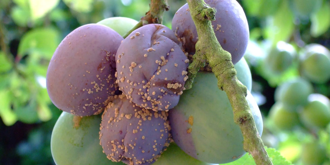 Обработка от монилиоза сливы и абрикосов во время созревания