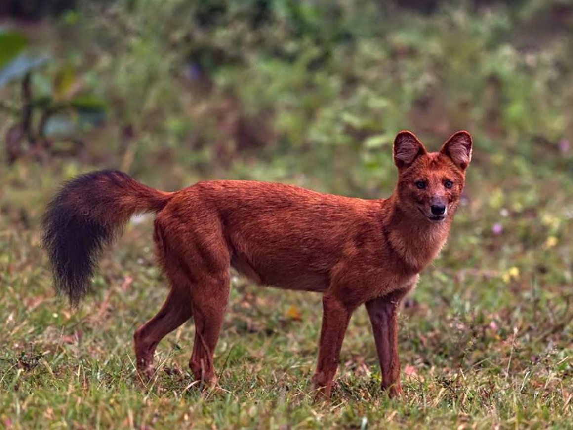 Все это объединяет один из последних представителей фауны региона — красный волк. Источник фото https://clk.li/JnuN