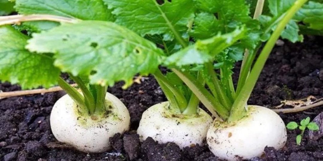 Посадка редьки в июле под зимнее хранение: советы и рекомендации