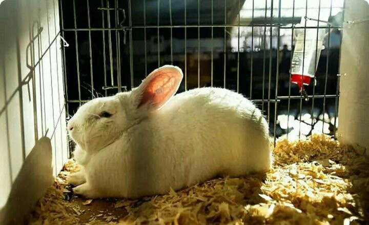 Кролик в живом уголке