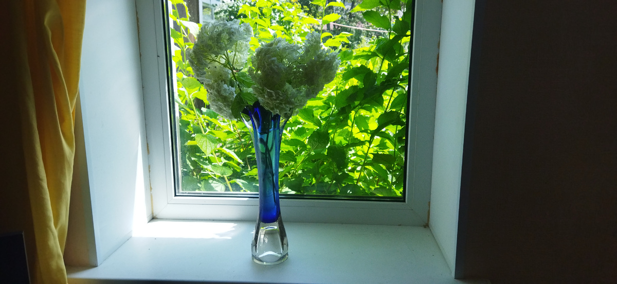 Время гортензий