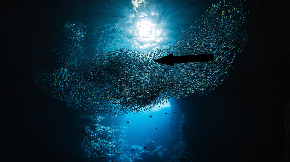    Океаны на грани катастрофы: кислотность превысила критическую отметку