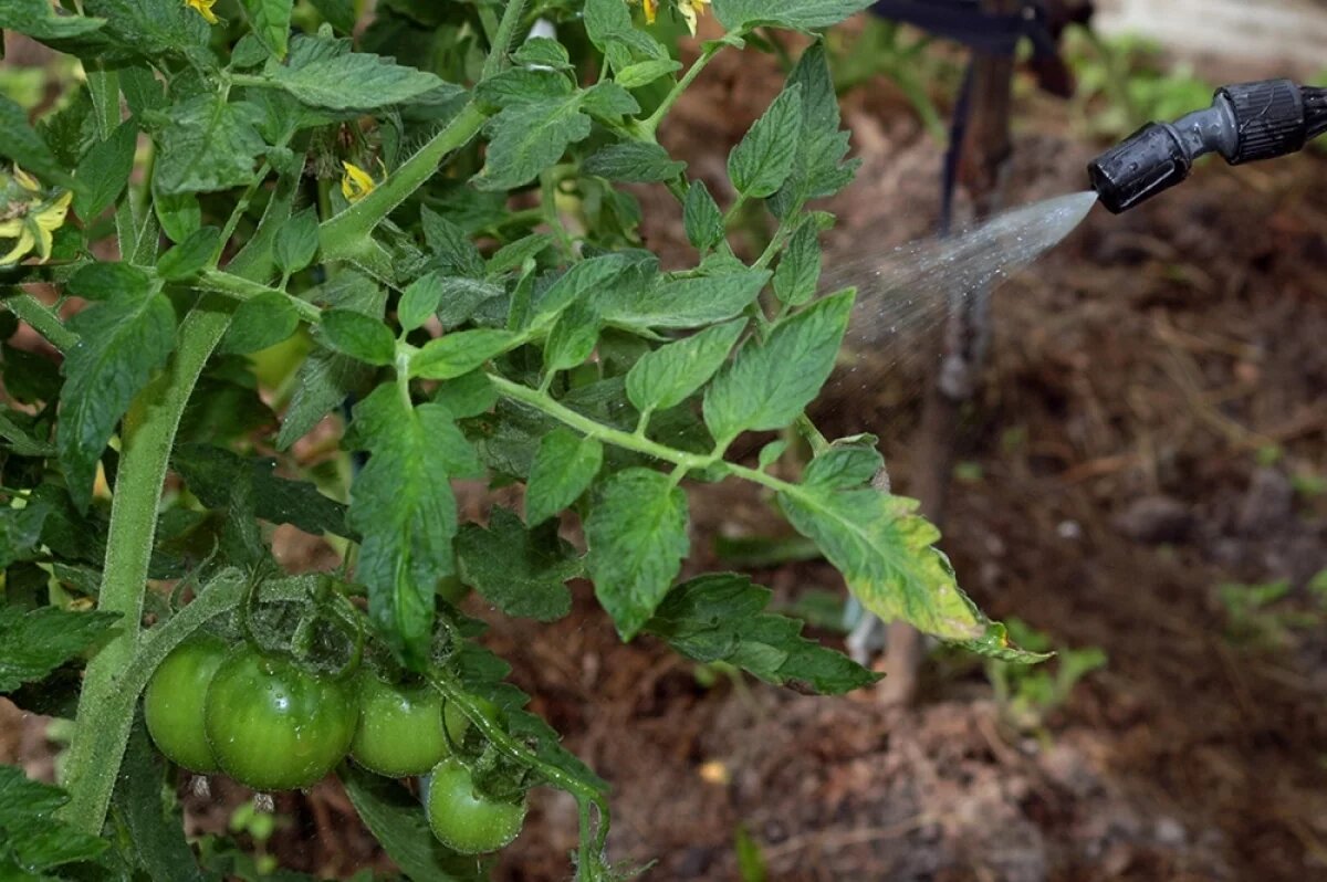    В жару бум грибковых болезней.