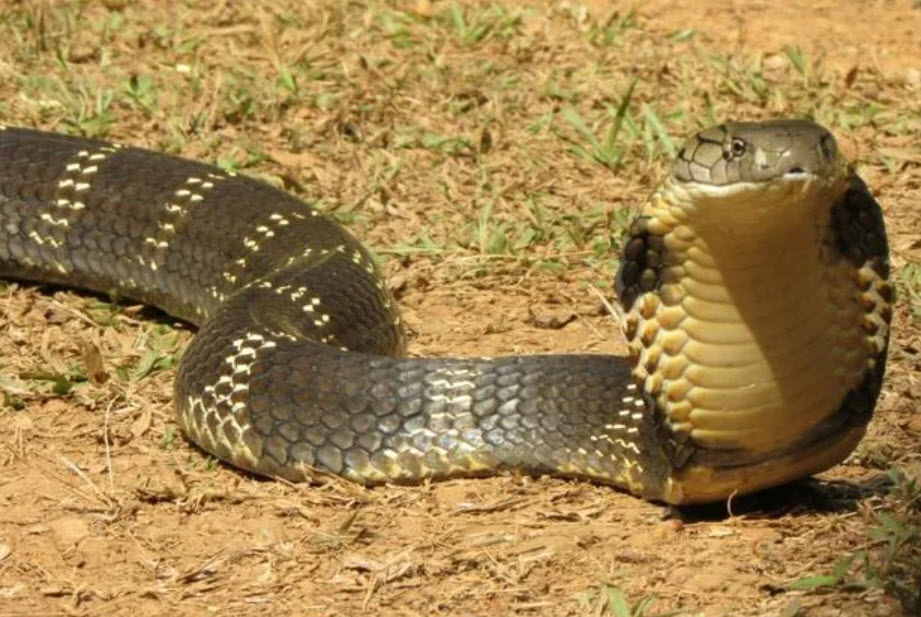 Королевская кобра (Ophiophagus hannah)