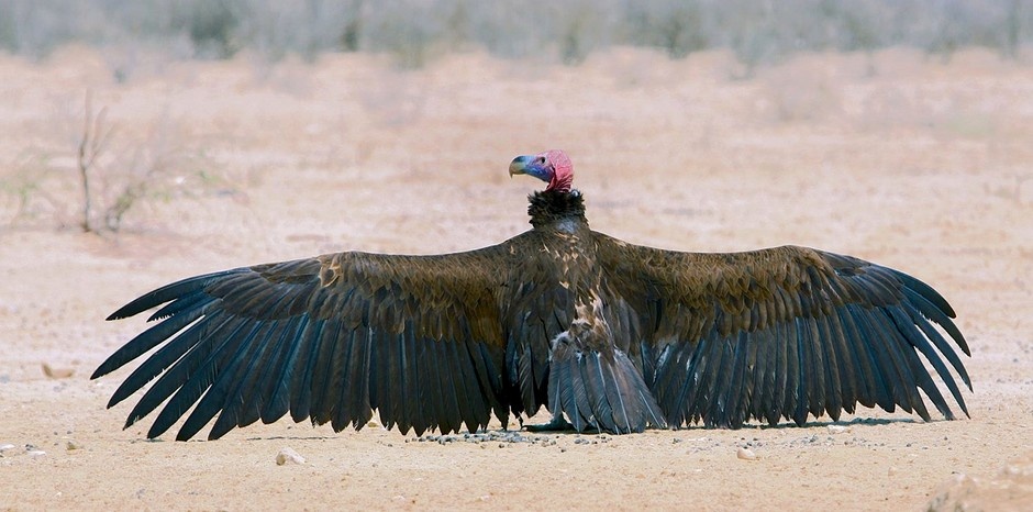 Познакомьтесь ближе с миром таинственных африканских грифов — птиц, без которых невозможна жизнь целой экосистемы. Источник фото https://clk.li/krHf
