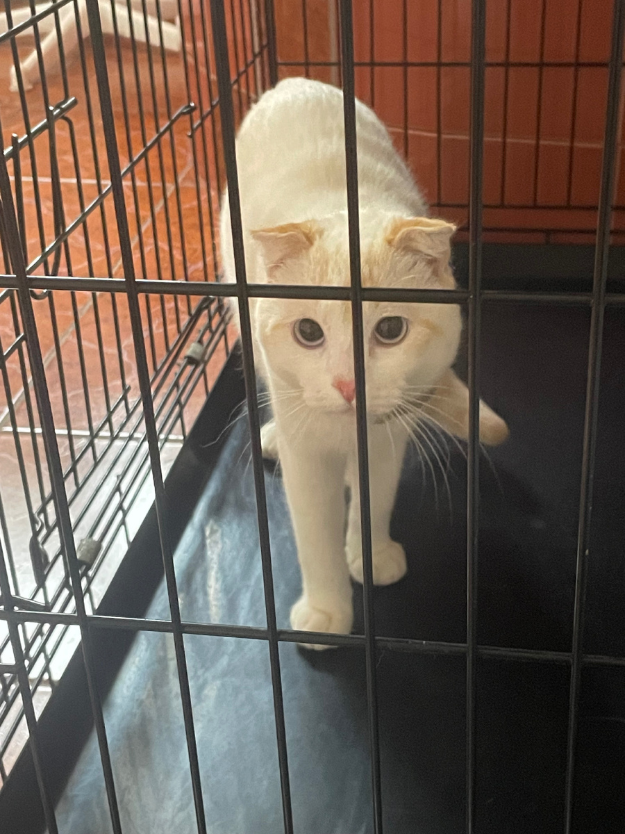 Фото Града после восстановления 