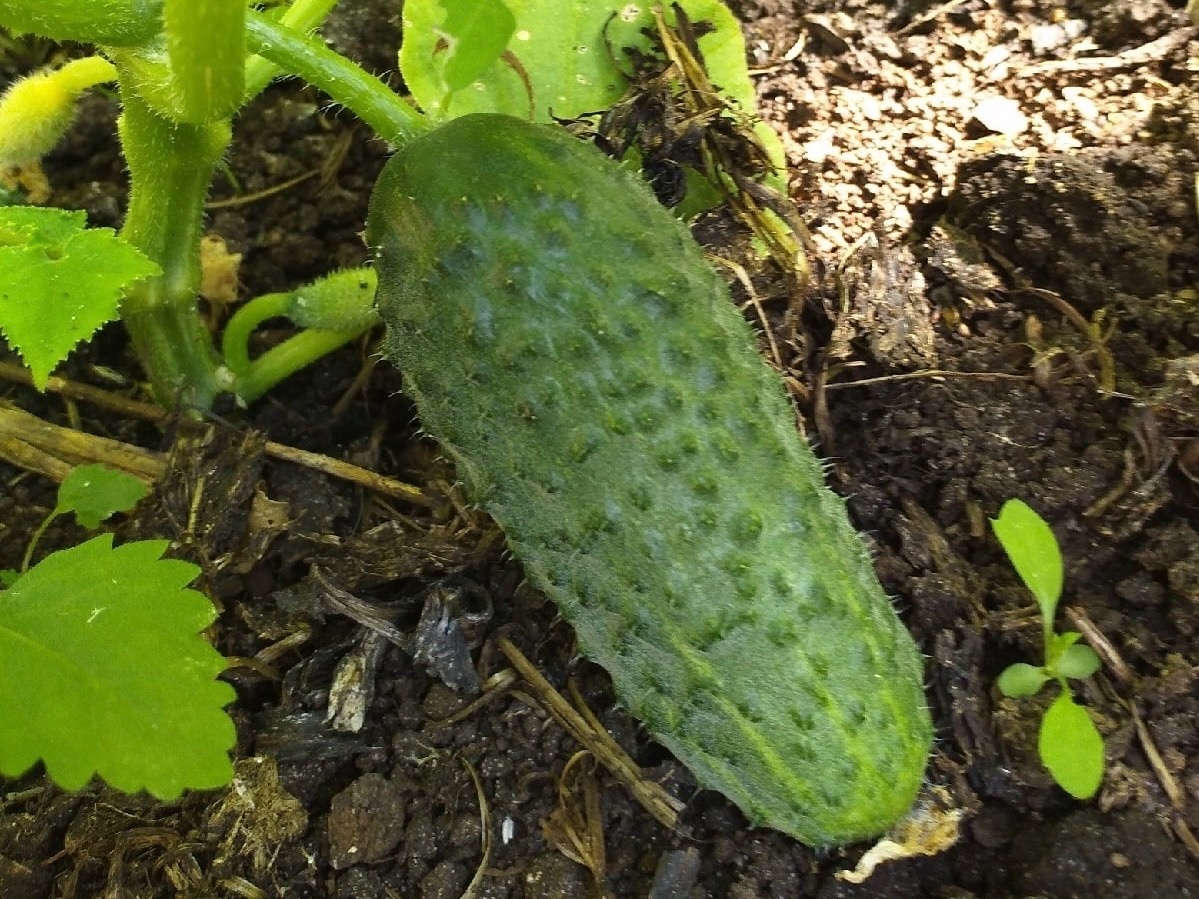    Что делать, если огурцы не хотят расти - вот как помочь зеленцам в июле