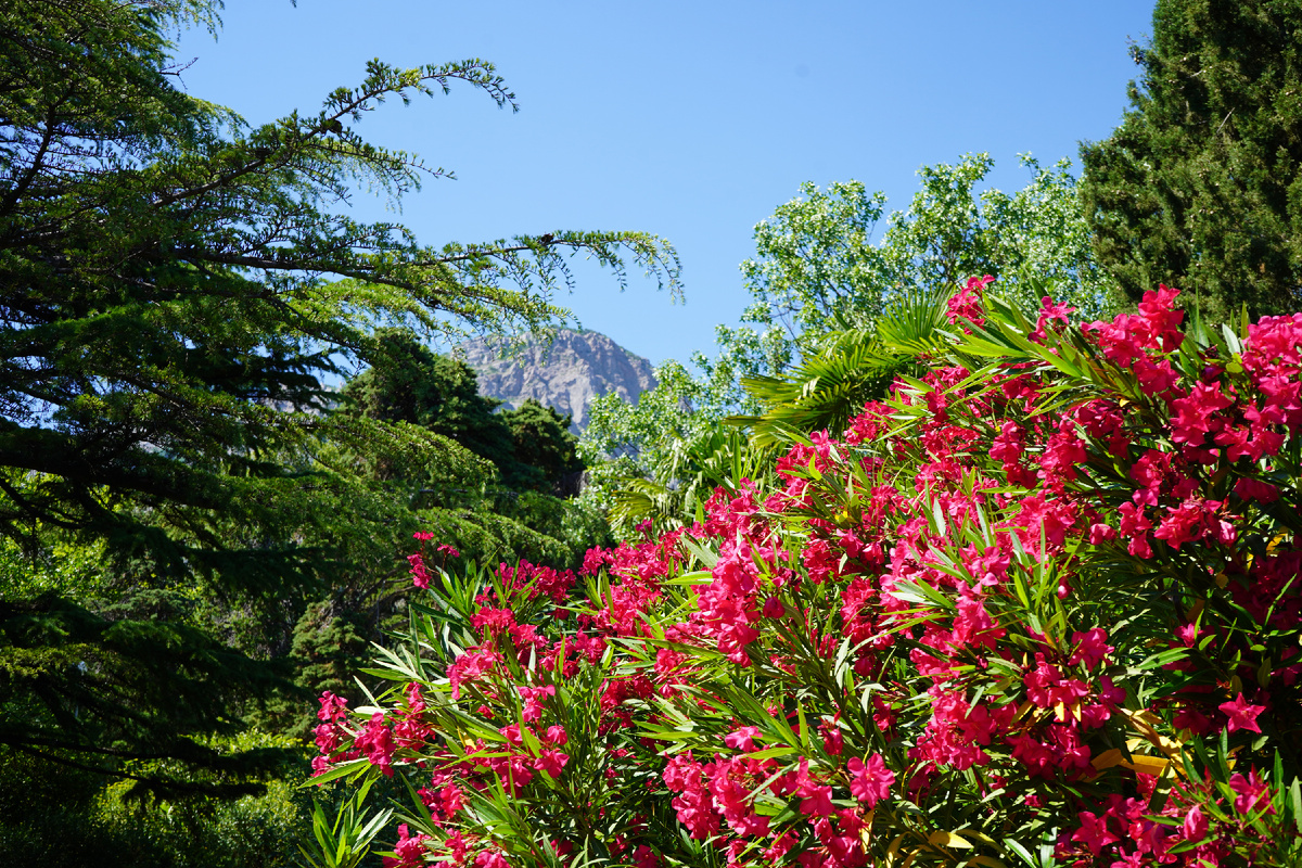 Олеандр и вид на горы ♥