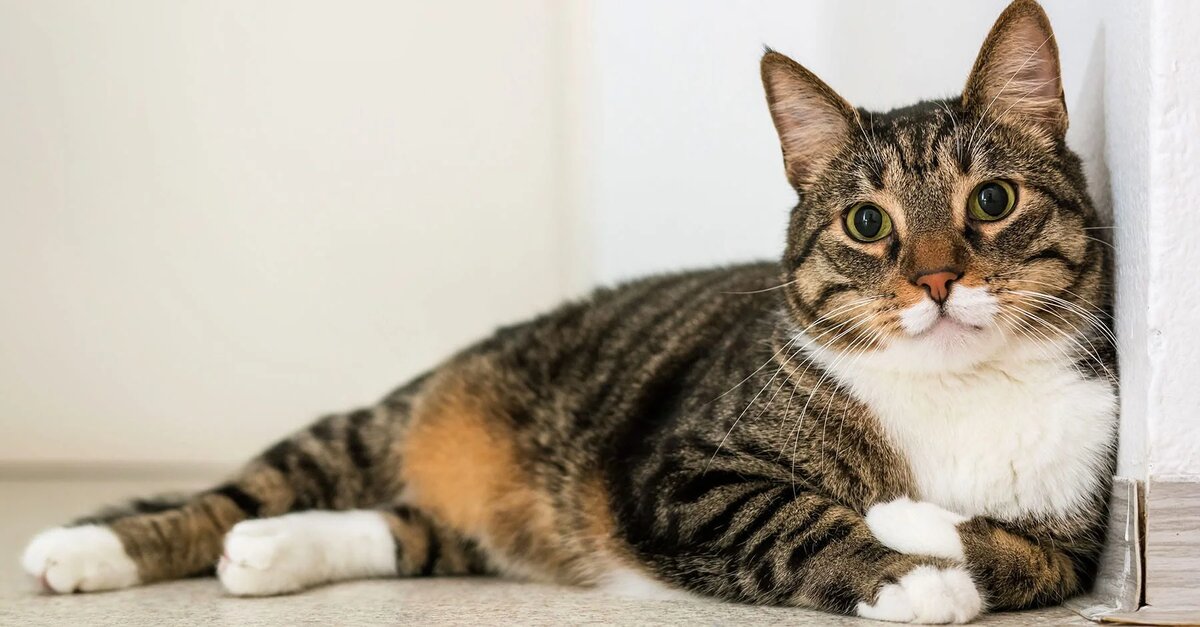 У каждого кота своя история. И свое имя.