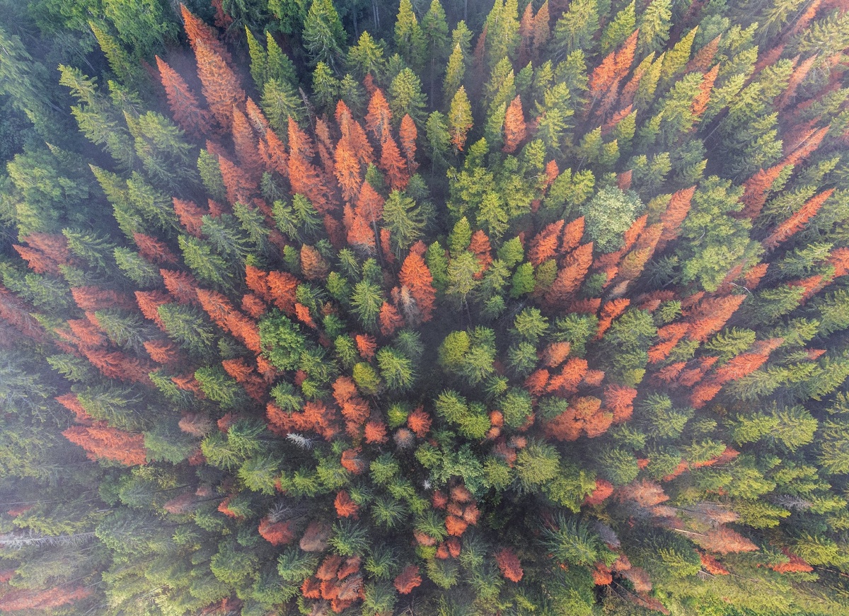    © Алексей Сметкин