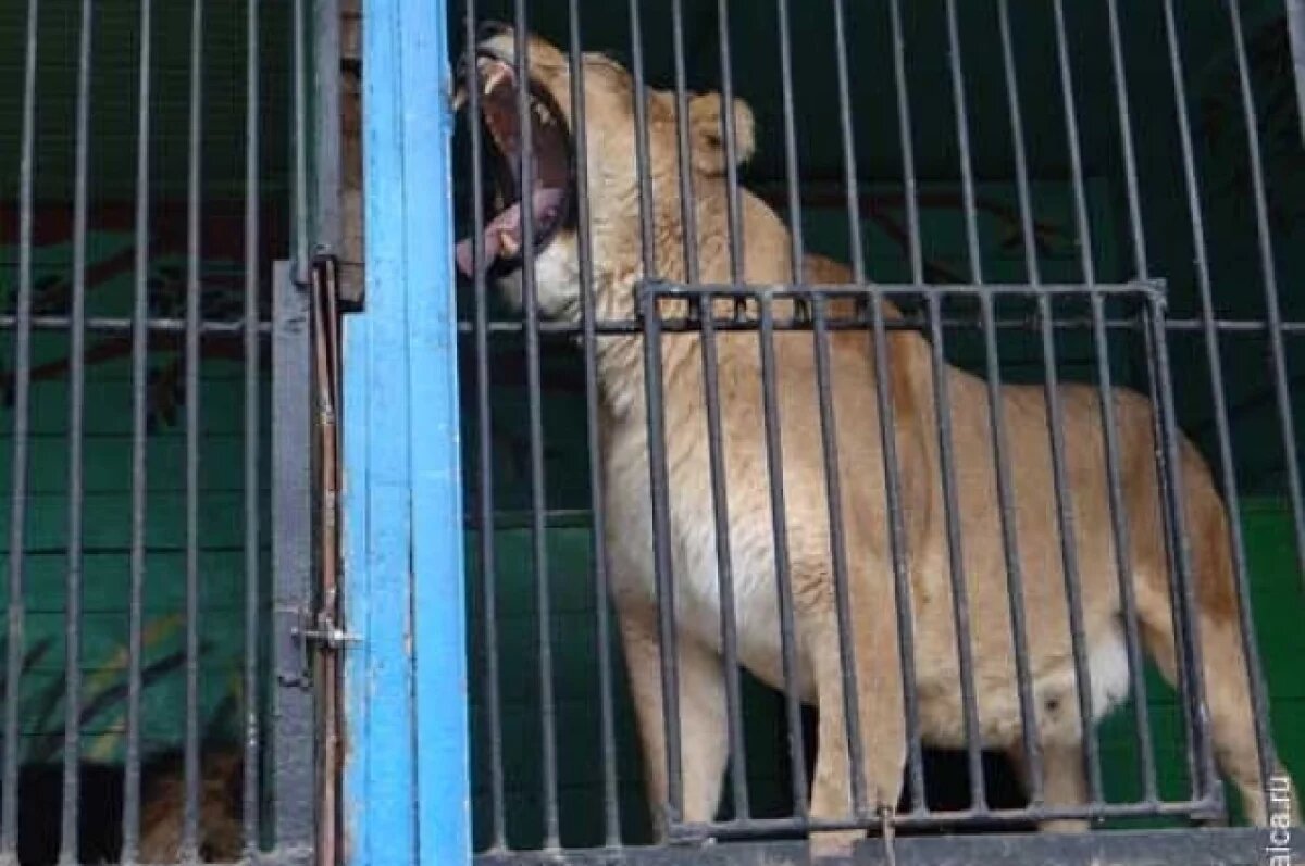    В Сургуте ОМОН изъял льва у хозяина с его участка в дачном кооперативе