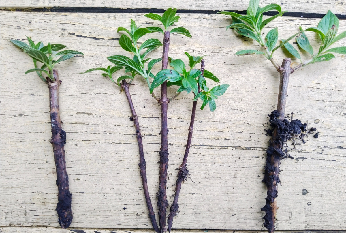 Пять черенков от трёх гортензий 