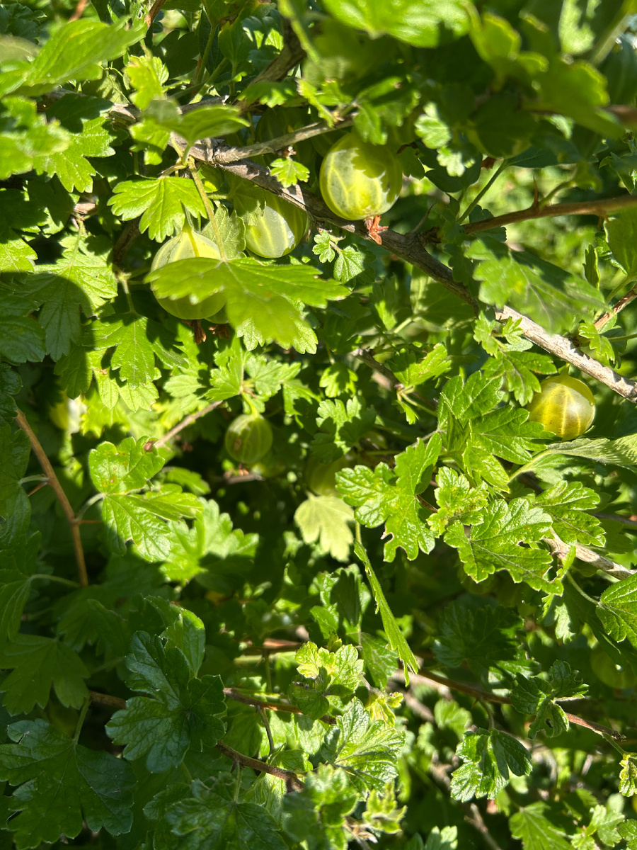 Крыжовник на даче