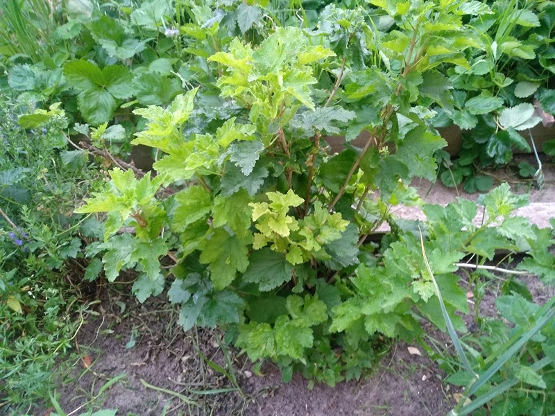 Белая смородина после обрезки двух веток спереди кустарника