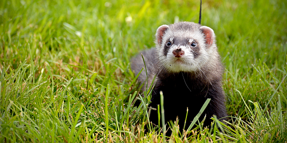 Этот хитрый взгляд — только начало большого приключения.