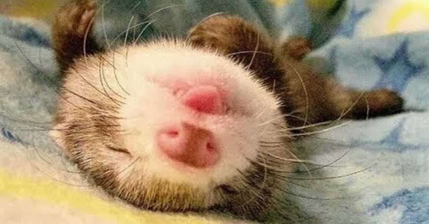 Знакомьтесь, это Жужа. Классика, которая всегда в моде.