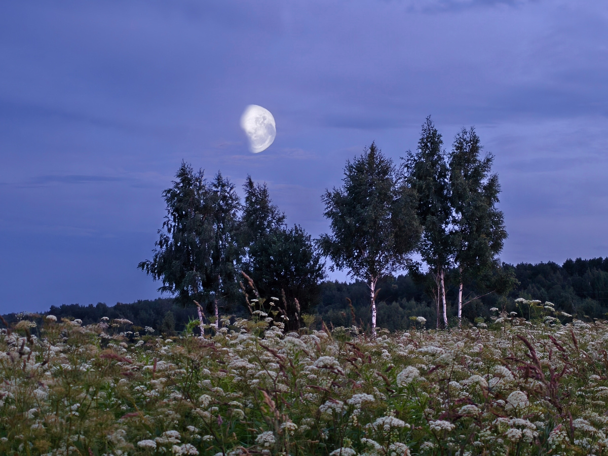 Луна над берёзами 