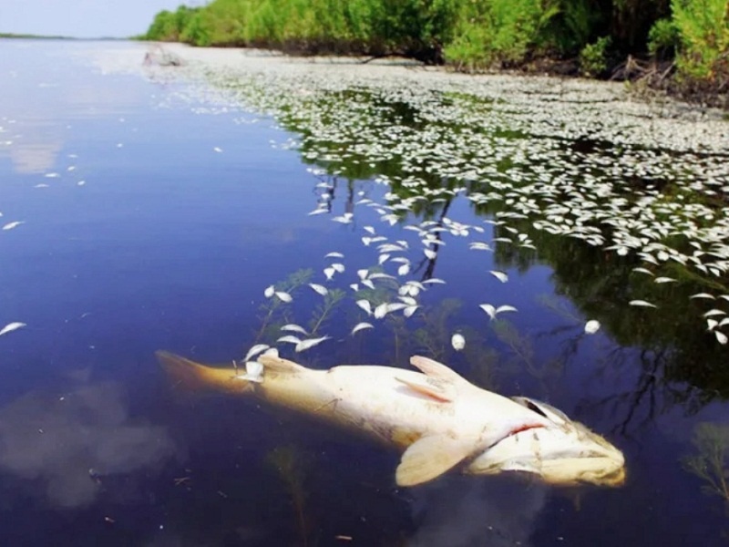 Отравленный водоём