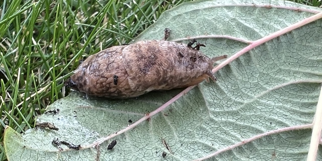 Как избавиться от слизней: 10 рабочих способов