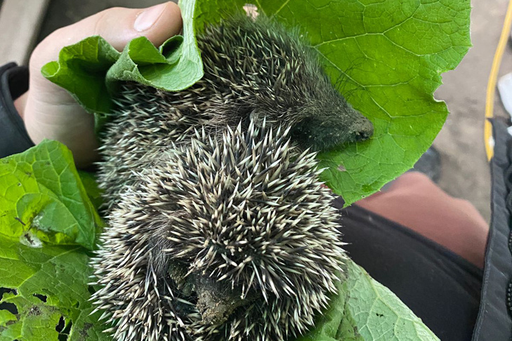    Фото и видео предоставлены Алексеем Яновским