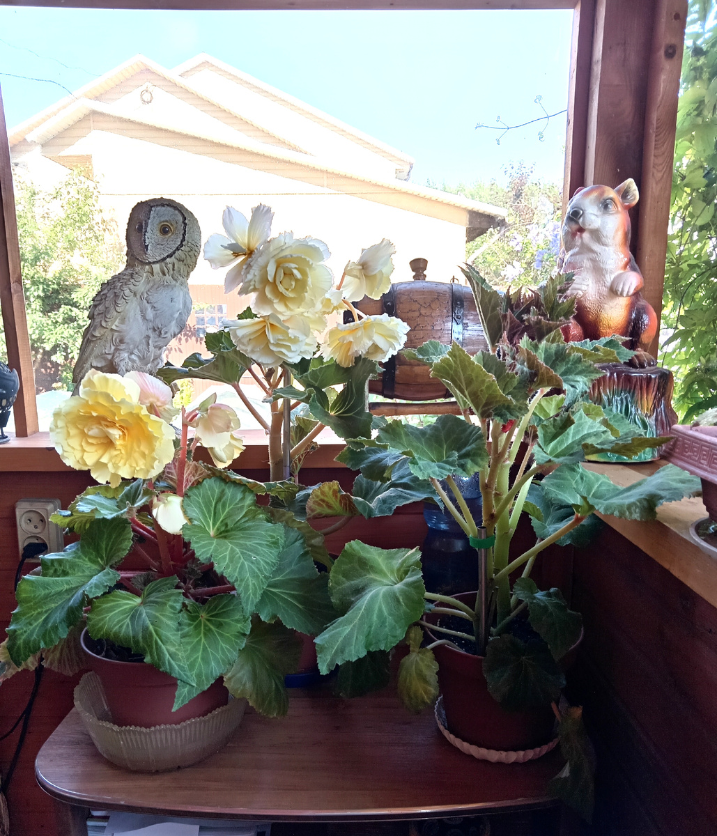 Опять одна не того цвета 