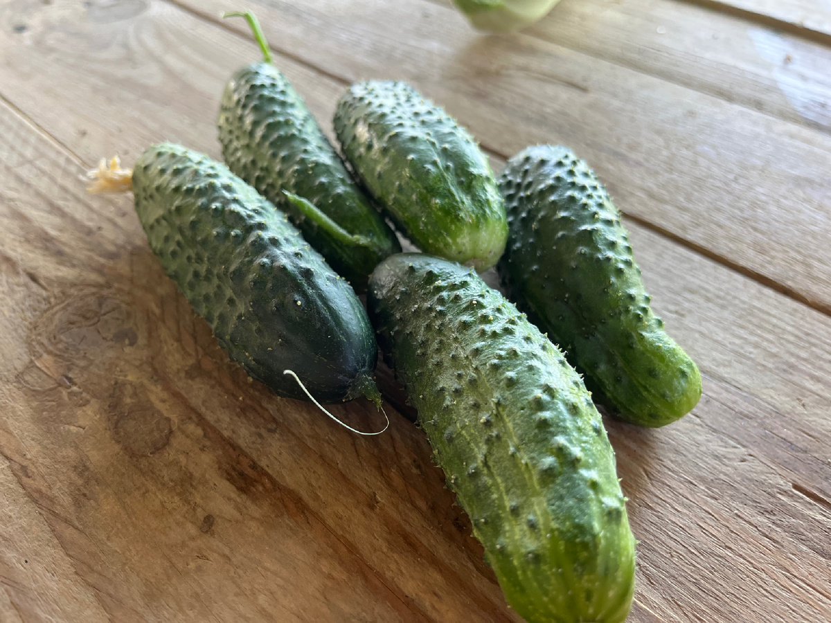 Казбек огурцы