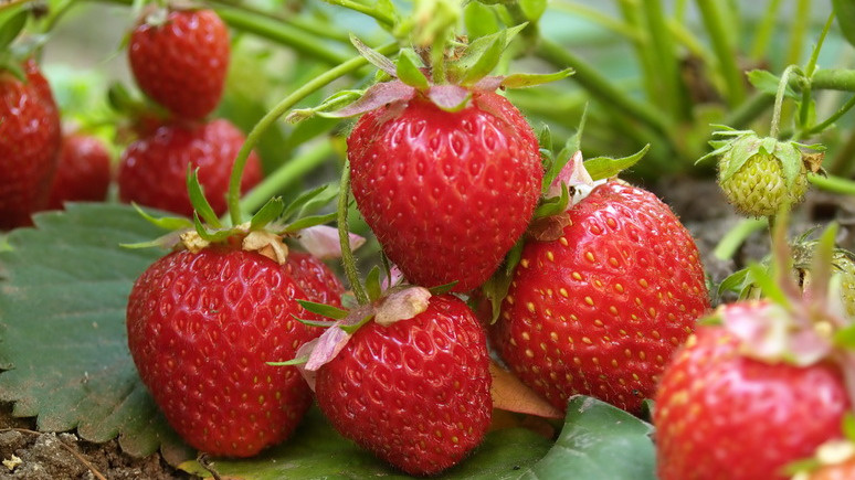 Результат применения нового метода - 18 кг с 15 кустов ремонтантного сорта