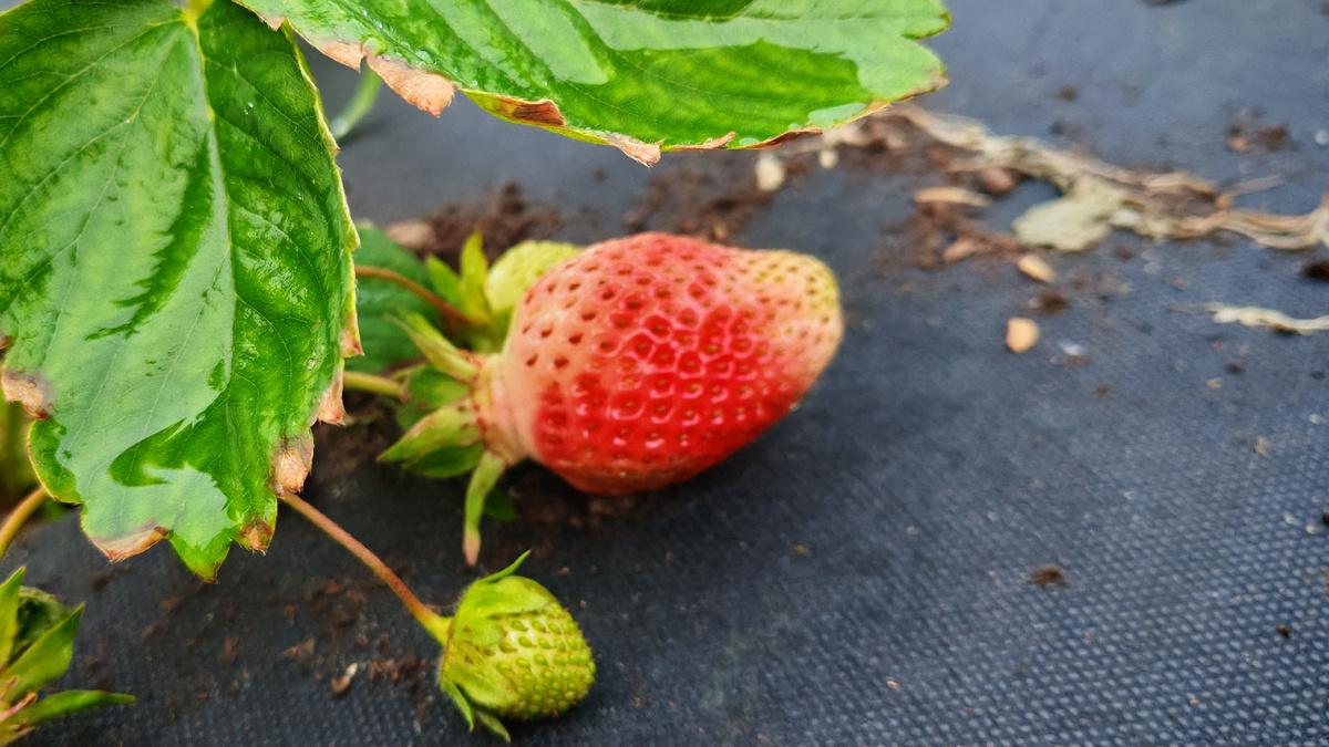 Муравьи обожают агроспан как укрытие. 