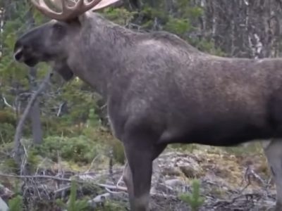    Фото: ГТРК Карелия